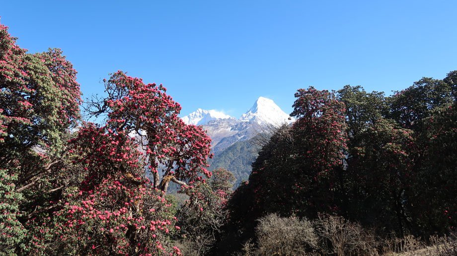 Day Pokhara to Ulleri 1960 Meters, 7-8 Hours  Image